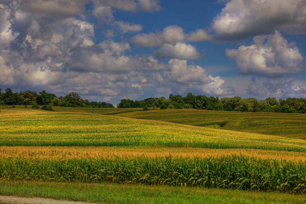 Sky Full Of Fluffy Clouds Over A Hilly Corn Field In Scott County Missouri
